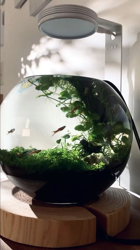 Fish Bowl Ecosystem, Bowl Aquarium, Cardboard Decor, Fish Tank Terrarium, Aquatic Ecosystem, Plant Crafts, Aquascape Aquarium, Birdcages, Fresh Prince