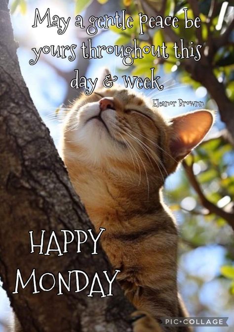 Funny Monday Images, Hate Mondays Funny, Monday Morning Greetings, Monday Morning Humor, Monday Morning Blessing, Happy Monday Images, Good Morning Animals, Good Morning Cat, Monday Humor Quotes