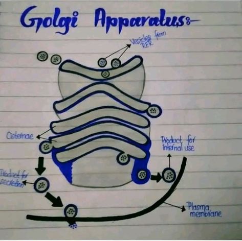 Golgi apparatus hand made pencil diagram labelled by chemical asad Golgi Apparatus Diagram, Golgi Bodies, Golgi Apparatus, Nurse Study, Jee Mains, Ali Raza, Body Diagram, Plasma Membrane, Written Notes