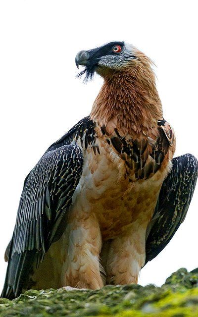 Bearded vulture (Gypaetus barbatus) - Switzerland | Flickr - Photo by Tambako the Jaguar Bearded Vulture, Vulture Culture, Wild Nature, Big Bird, Creature Feature, Birds Of Prey, Colorful Birds, Animal Wallpaper, Animal Photo