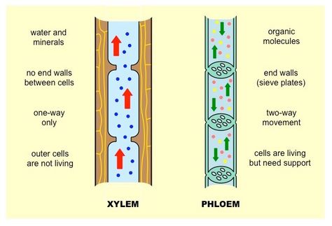 The xylem and Phloem is used to transport water and minerals. The xylem is a one way transport because the water is meant to be divided into hydrogen which is consumed and oxygen which is released. The Phloem however uses sugar and other minerals around the plant therefore needing the two-way movement. Plant Transport System, Xylem And Phloem Notes, Xylem And Phloem Diagram, Xylem Diagram, Tissue Diagram, Biology Help, Alevel Biology, Xylem And Phloem, Gcse Biology