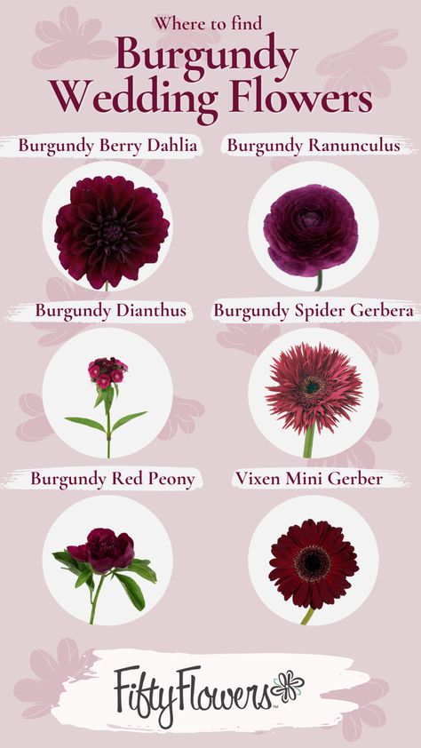 In this pin you see Burgundy berry Dahlia, Burgundy Ranunculus, Burgundy Dianthus, Burgundy Spider Gerbera, Burgundy Red Penony, and Vixen Mini Gerber from FiftyFlowers Types Of Burgundy Flowers, Burgundy Centerpieces Diy, Fall Wedding Decor Burgundy, Burgundy Wedding Summer, Merlot And Green Wedding, Wine And Berry Tone Wedding, Shades Of Burgundy Wedding, Dark Burgundy Flowers, Burgundy And Plum Wedding Flowers