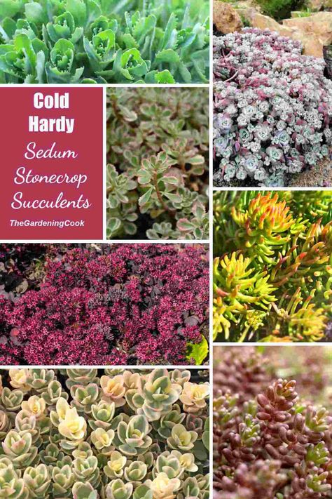 Sedum Ground Cover Landscapes, Sedum Rock Garden Ideas, Zone 4 Succulents, Sedum Garden Landscaping, Stone Crop Sedum, Sedum Planter Ideas, Sedum Flower Bed, Stone Crop Sedum Plants, Sedums In Garden