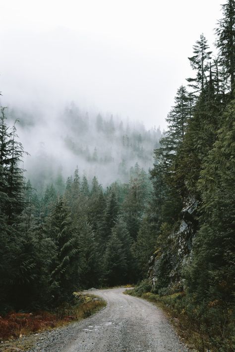 Forest Road - Morgan Phillips Landscape Edging Stone, Landscape Photography Tips, Image Nature, Landscape Edging, Forest Road, Landscape Paintings Acrylic, Landscape Photography Nature, Dirt Road, Ideas Quotes