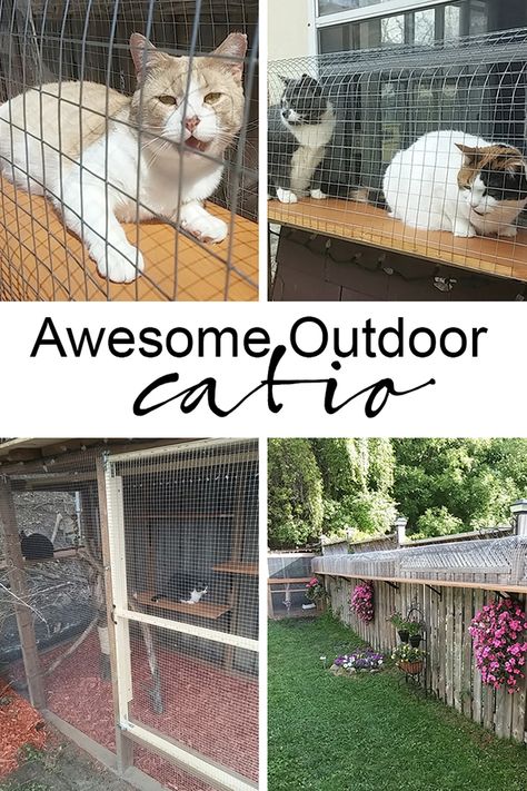 awesome big outdoor catio, cat enclosure with long tunnels and cage via @jakonya Catio For Cats, Jungle Gym Diy, Cat Enclosure Outdoor, Cat Jungle Gym, Big House Cats, Diy Cat Enclosure, Cat Jungle, Outdoor Pet Enclosure, Cat Playground Outdoor