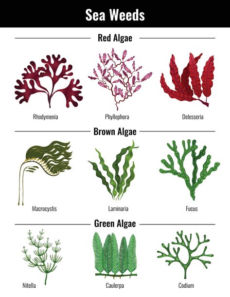 Plants Names, Info Poster, Edible Seaweed, Ocean Plants, Marine Organism, Underwater Plants, Marine Plants, Carbon Sequestration, Sea Plants