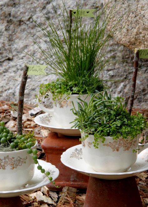 DIY Teacup Gardens and Planters | The Garden Glove Tiny Gardens, Teacup Gardens, Hgtv Garden, Miniature Gardens, Bridal Ideas, Miniature Plants, Garden Pictures, Floral Ideas, Vintage Teacups