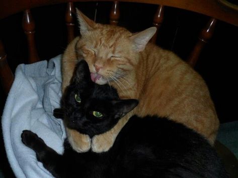 Cat Duo, Cat Couple, Silly Cats Pictures, Two Cats, Orange Cats, Mia 3, Silly Animals, Ginger Cats, Orange Cat