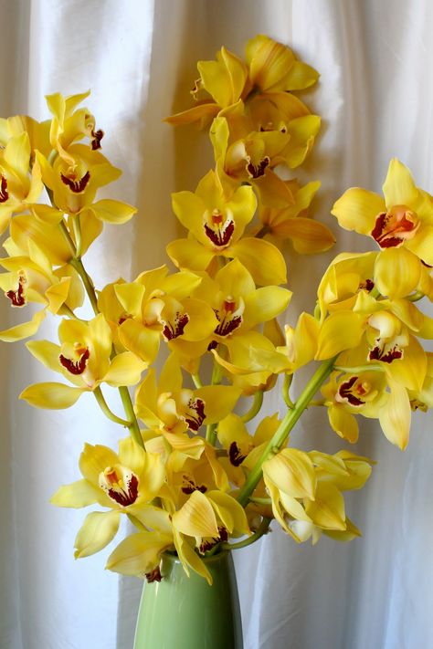 yellow cymbidium orchids Yellow Orchids Centerpiece, Wedding Bouquets Orchids, Yellow Wedding Centerpieces, Orchid Varieties, Wedding Reception Lighting, Colorful Arrangements, Vintage Wedding Cards, Yellow Orchid, Crystal Wedding Jewelry