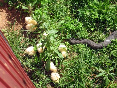 Backyard Chicken Coop Diy, Chicken Tips, Cat Habitat, Chicken Houses, Shade Grass, Rat Snake, Backyard Chicken Coop Plans, Chicken Feeders, Chicken Signs