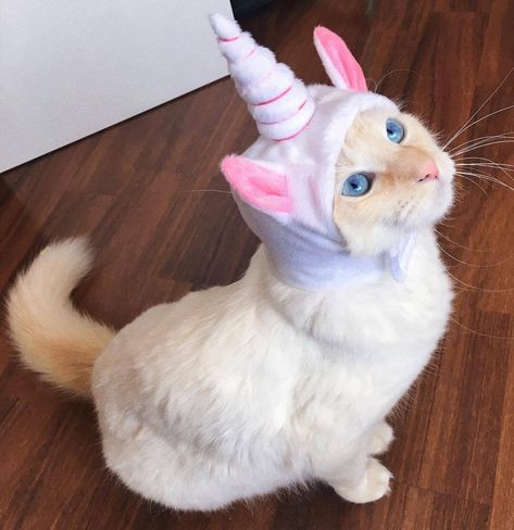 Cat Heaven, Cat Unicorn, Unicorn Crafts, Unicorn Costume, Unicorn Cat, Unicorn Gifts, Conch Shell, A Unicorn, Cute Unicorn