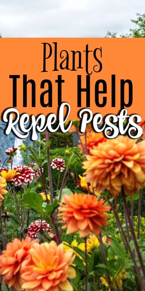 Bug Deterring Plants, What To Plant When, Landscape Flowers, Herb Gardens, Homestead Gardens, Natural Pest Control, Small Shrubs, Aromatic Plant, Urban Homesteading