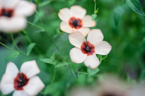 California Poppy, Types Of Soil, Soil, Poppies, Plants, Flowers