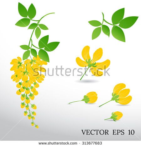 Cassia fistula flower,Blossoming acacia with leaf isolated on white background, Acacia flowers, Ratchaphruek Padauk Flower Drawing, Padauk Flower Illustration, Padauk Flower, Cassia Fistula, Yellow Flower Art, Flower Petal Art, Fabric Painting Techniques, Saree Painting, Kerala Mural Painting