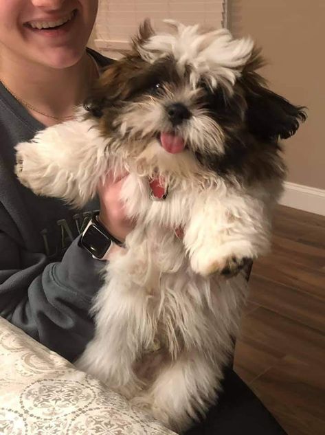 Shihtzu Aesthetic, Shitzu Aesthetic, Shih Tzu Aesthetic, Bichon Shih Tzu, Shih Tzu Puppy Cut, Big Dogs Breeds, Biggest Dog In The World, Perro Shih Tzu, Shitzu Dogs