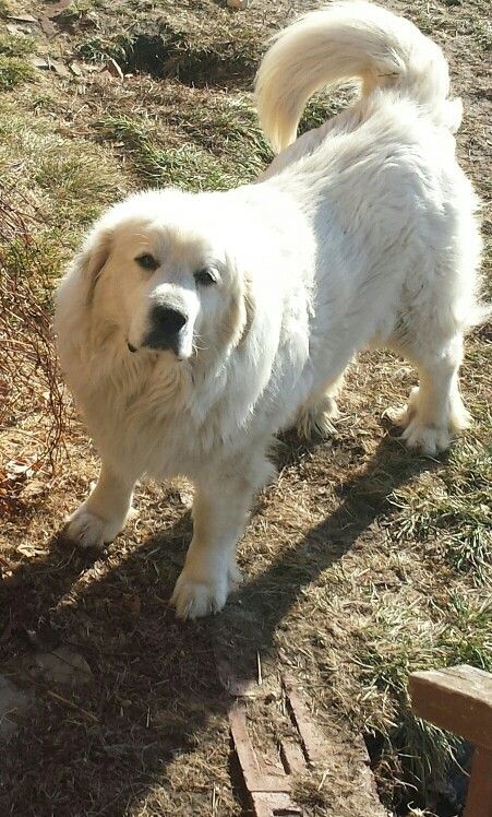 Caesar saying... Good Morning! Golden Pyrenees, Saying Good Morning, Pyrenean Mountain Dog, Best Dog Names, Pyrenees Dog, Livestock Guardian Dog, Great Pyrenees Dog, Great Pyrenees, White Dog