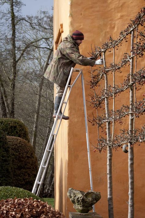 pleaching-britt-dyer-2-gardenista. Pleached Hornbeam, Northern Garden, Espalier Trees, Landscaping 101, Pleached Trees, Row Of Trees, Espalier Fruit Trees, Big Backyard, Growing Succulents