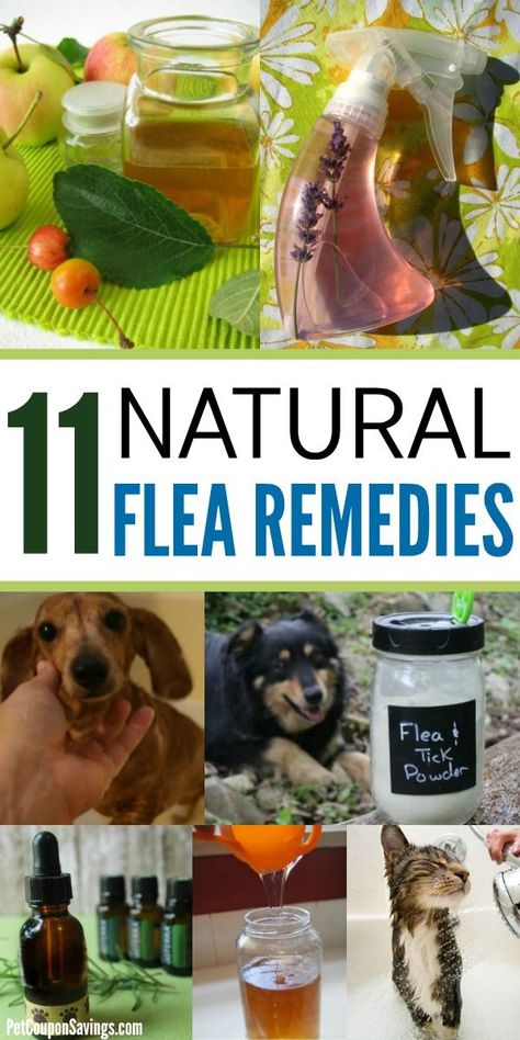 These Natural Flea Remedies for dogs and cats are all natural and easy to make. Flea killer for dogs and cats does not need to be filled with chemicals to be effective. Try these natural flea killer recipes instead! #naturalflearemedies #naturalfleakillerfordogs #naturalflearemediesforcats #homemadefleaspray Homemade Flea Shampoo, Natural Flea Killer, Homemade Flea Spray, Natural Flea Remedies, Flea Shampoo For Dogs, Dog Flea Remedies, Essential Oils For Fleas, Home Remedies For Fleas, Flea Shampoo For Cats