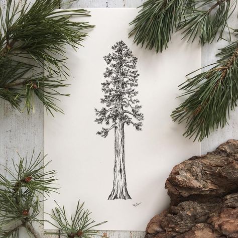 Giant Sequoia in ink - one of my favorite trees! 🌲 Prints are available in my shop (my Etsy Shop is finally open! Link in bio) #inkdrawing #drawing #penandink #sketch #sketchoftheday #botanicalart #botanicaldrawing #botanicalillustration #sequoia #art_we_inspire #arts_help #etsy #etsyshop #etsyde #skizze #zeichnung #illustration Treescape Tattoo, Sequoia Tattoo, 18th Quotes, Sequoia Tree Tattoo, Tree Tattoo Drawing, Tree Design Illustration, Outdoorsy Tattoos, Tree Tattoo Drawings, Redwood Tattoo