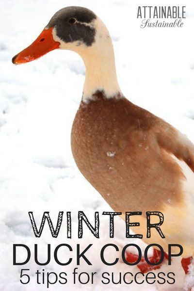 Ducks In Winter, Duck Raising, Duck Waterer, Duck Enclosure, Duck Care, Attainable Sustainable, Duck Pens, Urban Chicken Farming, Farming Family