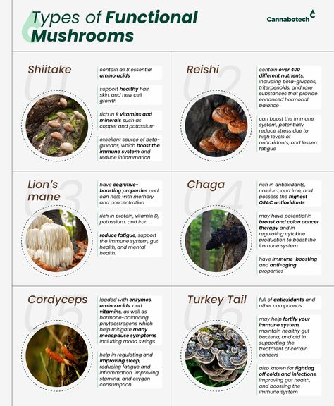 From #Chaga to #Reishi, discover the important benefits of #functionalmushrooms on your #wellbeing. #wellness #health #mushrooms #shiitake #lionsmane #turkeytail #cordyceps Mushroom Tincture Benefits, Benefits Of Chaga Mushroom, Changa Mushroom Benefits, Mushrooms For Inflammation, Cordyceps Mushroom Benefits, Benefits Of Reishi Mushroom, Shitake Mushroom Benefits Health, Mushroom Complex Benefits, Red Reishi Mushroom Benefits