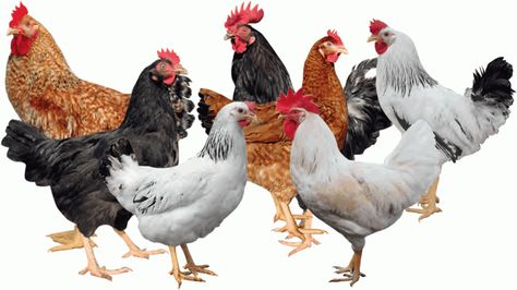 A new trend in Silicon Valley and other neighborhoods: Chickens raised in backyards of homes. What's old is new again Chicken Rearing, Hen Farm, Poultry Farming, Crop Farming, Poultry House, Chicken Farming, Farming Business, Egg Production, Pig Farming