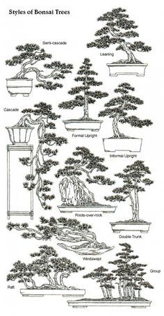 Here is a helpful visual illustrating a handful of the potential ways to style your bonsai. Bonsai For Beginners, Bonsai Indoor, Bonsai Fruit Tree, Bonsai Pruning, Jade Bonsai, Bonsai Tree Types, Bonsai Tree Care, Bonsai Techniques, Indoor Bonsai Tree