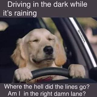 Driving in the dark while it's raining Where the hell did the I lines go? – popular wholesome memes on the site ifunny.co Rain Humor, Driving In The Dark, Driving In The Rain, Hot Moms Club, Funny Dog Memes, Guide Dog, Funny Dog Pictures, Sarcastic Quotes Funny, Funny Animal Memes