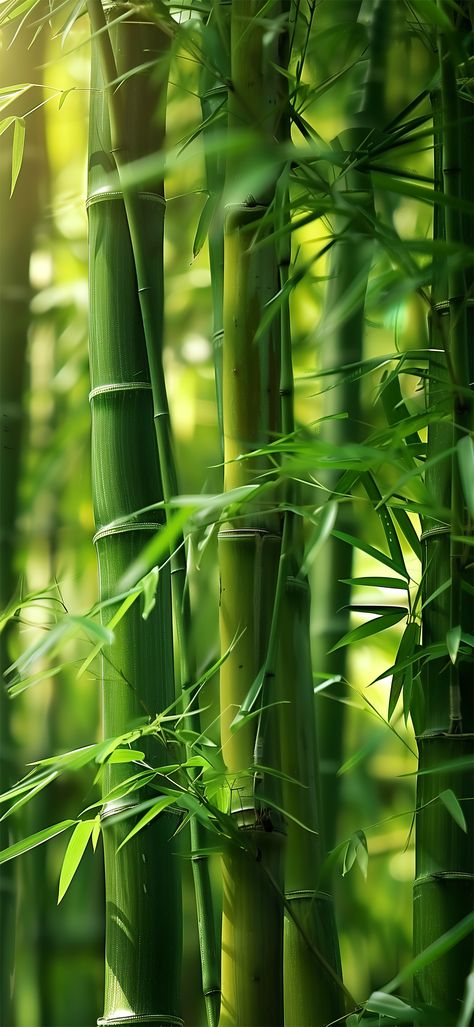 Agriculture Photography, Pretty Flowers Photography, Bamboo Background, Bamboo Wallpaper, Iphone Wallpaper Blur, Qhd Wallpaper, Leaf Photography, Best Nature Wallpapers, Wallpapers For Mobile Phones