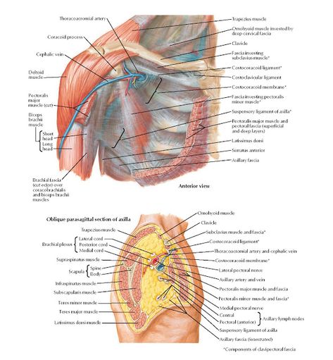 Pectoral, Clavipectoral, and Axillary Fasciae Anatomy   Thoracoacromial artery, Coracoid process, Cephalic vein, Deltoid muscle, Pectoral... Body Anatomy Organs, Biceps Brachii Muscle, Anatomi Dan Fisiologi, Supraspinatus Muscle, Subscapularis Muscle, Infraspinatus Muscle, Upper Limb Anatomy, What Is Intelligence, Human Heart Anatomy