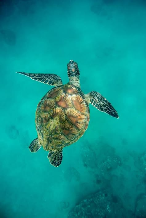 Turtle Aesthetic, Sea Turtles Photography, Turtle Pictures, Sea Turtle Pictures, Turtle Wallpaper, Turtle Images, Ocean Turtle, Turtle Sea, Diving Swimming