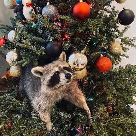 14 Funny Pictures Showing Why You Should Never Own a Raccoon as a Pet Funny Raccoon Pictures, Raccoon Pics, Racoon Illustration, Christmas Raccoon, Trash Pandas, Pet Raccoon, Funny Raccoon, Raccoon Dog, Do Cute