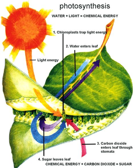 Diagram of the photosynthetic process Photosynthesis Lesson Plan, Photosynthesis And Cellular Respiration, Cellular Respiration, Biology Classroom, Teaching Biology, Plant Science, E Mc2, Science Biology, Elementary Science