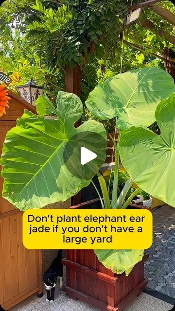 Amazing Garden on Instagram: "Easy to grow elephant ear plant #backyardgardening #gardeninglife #vegetablegardening #vegetablegarden #gardeningtips #gardeninglove #organicgardening #gardensofinstagram #gardenideas #urbangardening #gardeningistherapy #gardeninggoals #homegardening #gardeninspiration #lovegardening #gardeningisfun #countrygarden #veggiegarden #happygardening" Elephant Ears Plants, Elephant Ear Plant, Large Yard, Elephant Ears, To Grow, Elephant, Plants, On Instagram, Instagram