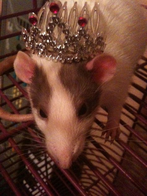 Princess zor borg. she was so sweet Rat Princess, Cartoon Profile, Cartoon Profile Pics, Profile Pics, Rodents, Really Funny Pictures, So Sweet, Dress Code, Rats