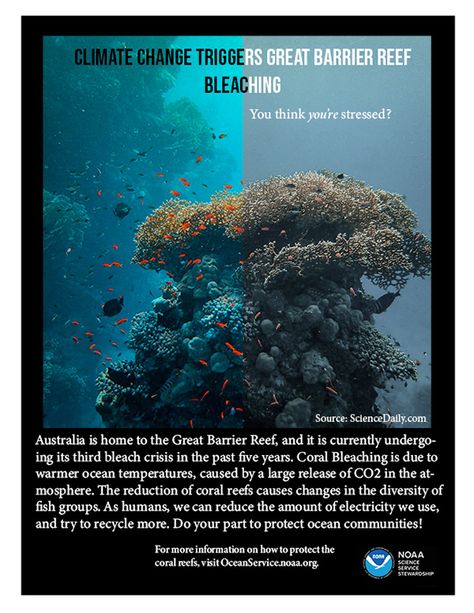 Coral Bleaching Poster, Coral Bleaching Art, Evs Project, Coral Reef Bleaching, Az Quotes, Coral Reef Photography, Dark Planet, Ocean Acidification, Coral Bleaching