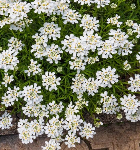 White Nite Candy Tuft - Watters Garden Center Licorice Plant, High Country Gardens, Creeping Phlox, Drought Resistant Plants, Rock Garden Plants, Sun Loving Plants, Country Gardens, Perennial Border, Ground Cover Plants