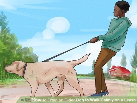 Image titled Train an Older Dog to Walk Calmly on a Leash Step 4 Training An Older Dog, Pet Tricks, Dog On A Leash, Walking Quotes, Dogs Walking, Agility Training For Dogs, Dog Leash Training, Dog Tricks, Aggressive Dog