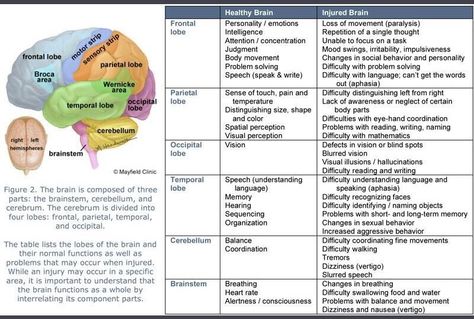 Brain Lobes And Functions, Brain Lobes, Nursing Care Plan, Brain Anatomy, The Human Brain, Brain Surgery, Brain Science, Speech Pathology, E Mc2