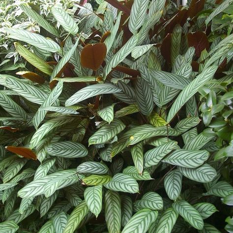 House Plant Guide, Ctenanthe Setosa, Never Never Plant, Pretty House Plants, Garden Design Plants, Brick Bbq, Growing A Garden, Shady Garden, Calathea Plant