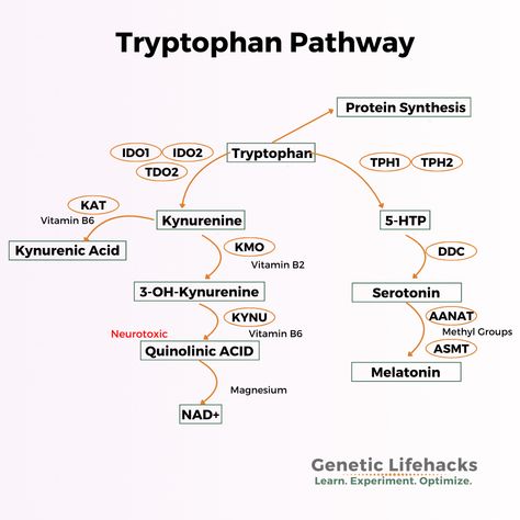 Tryptophan Foods, Serotonin Foods, Serotonin Syndrome, Increase Serotonin, Protein Rich Foods, Improve Cognitive Function, Nuts And Seeds, Gut Microbiome, Circadian Rhythm