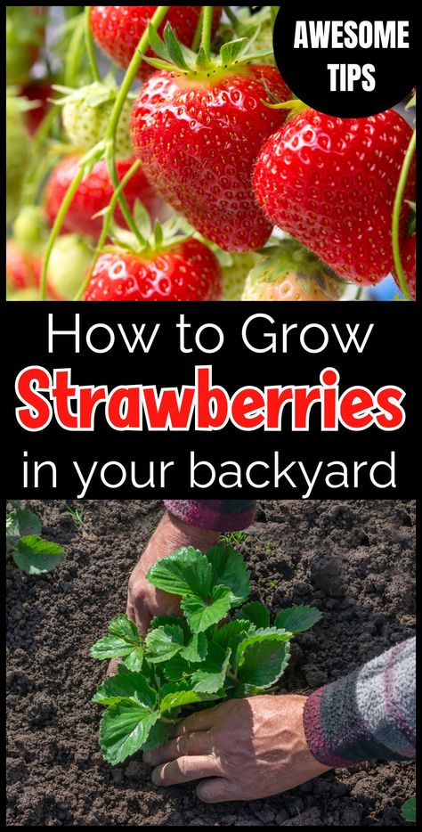 Discover tips for strawberry garden care to keep your plants healthy. Learn about planting, watering, and maintaining your strawberry plants for a bountiful harvest of sweet berries. Ideal for gardeners of all levels. When To Start Strawberry Seeds Indoors, Strawberry Growing Tips, Strawberry Beds Ideas Diy, Vertical Strawberry Garden, How To Plant Strawberries, Strawberries Growing, Garden Care Tips, How To Grow Strawberries, Types Of Strawberries