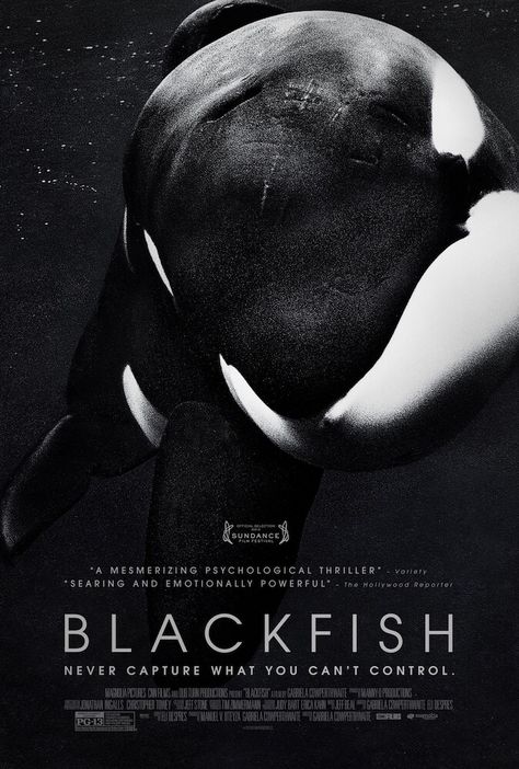 Blackfish (Documentary) Blackfish Documentary, Brazil Movie, Orcas In Captivity, Film Decor, Black Fish, Sea Mammal, Orca Whale, Best Documentaries, I Love Cinema