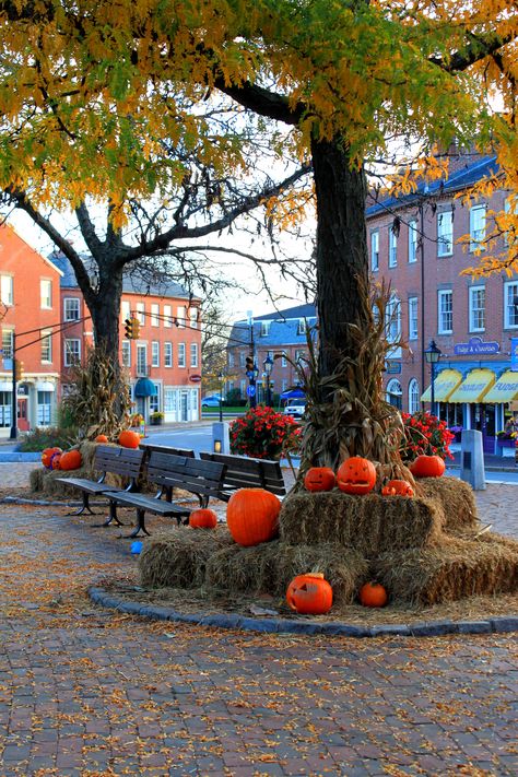 Nobody celebrates Fall like the Massachusetts Northshore   (Newburyport Pumpkin Festival) New England Halloween, Autumn Town, Fall Scenes, Plum Island, Pumpkin Festival, New England Fall, Autumn Scenes, Beaux Villages, Harvest Festival