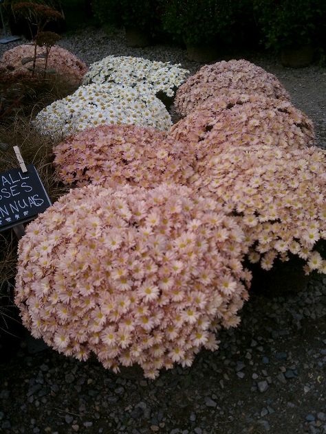 Dusty pink Mums Pink Autumn Wedding Flowers, Pink Mum, Dusky Pink Flowers, Silk Dusty Rose Flower, Dusky Pink Roses, Rainbow Baby Nursery, Mums Wedding, Cute App, Brooch Bouquets