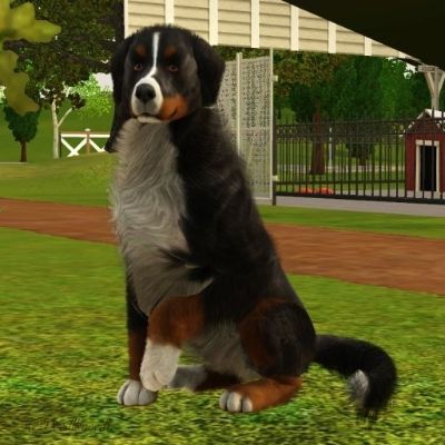 https://www.thesims3.com/assetDetail.html?assetId=8975917 Sims 3 Pets Cc, Sims 3 Pets, The Sims 3 Pets, Sims Pets, Dog Template, Sims 3 Mods, 3 Dogs, Wild Dog, Whippet Dog