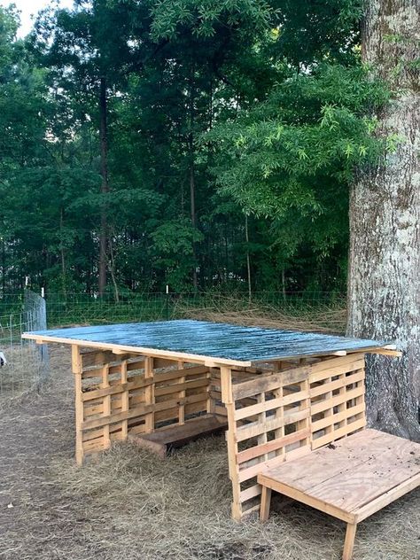 Barns On a Budget! 🐴 | Small pallet goat shelter my husband built Timothy Hall | Facebook Diy Cow Shelter, Pallet Goat Shelter, Calf Shelter, Pallet Shelter, Farm Storage, Farm Sheep, Livestock Shelter, Goat Shelter, Farm Diy