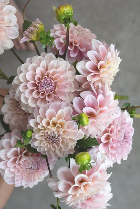 Holly Wedding, Dahlia, How Many, Wedding Events, Design Studio, Cafe, Plants, Flowers, For Sale