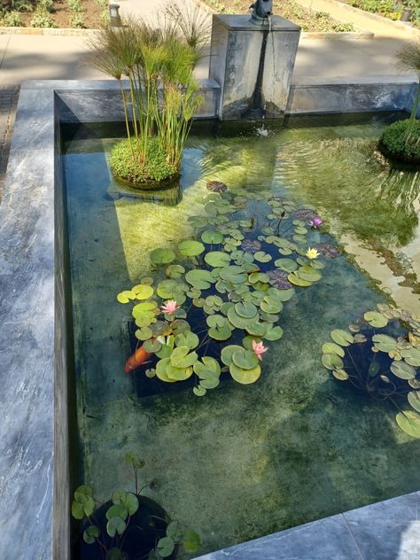 Swimming Pool Pond, Garden Pond Design, Turtle Pond, Outdoor Ponds, Persian Garden, Privacy Fence Designs, House Of Turquoise, Pond Water Features, Natural Pond