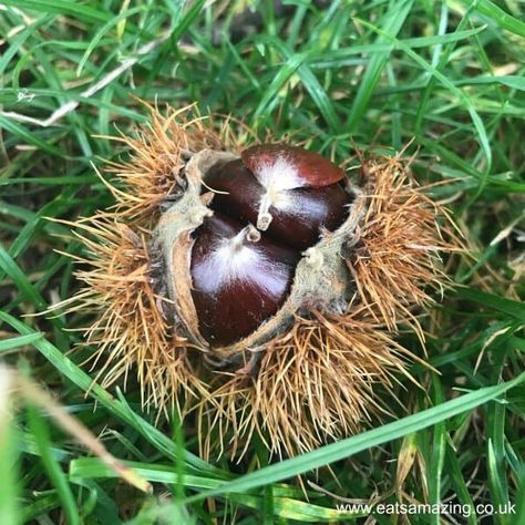 How to Pick and Roast Chestnuts Roast Chestnuts In Oven, How To Roast Chestnuts At Home, Sweet Chestnut Tree, Chinese Chestnut, Horse Chestnut Tree, Wormy Chestnut, Chestnut Recipes, Chestnuts Roasting, Farming Ideas